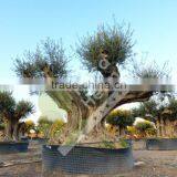 Cieza Collection - Millenary Olive Trees thumbnail-5