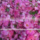 100% Pure Rose Oil thumbnail-1