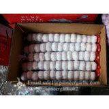 4.5cm 5cm 5.5cm Pure White Garlic 3p Small Packing 1n 10kg Carton Box thumbnail-1