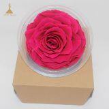 Big Size Preserved Flower Rose for Decor Supplies thumbnail-5