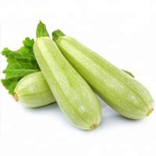 Jade No.1 Early maturity green skin hybrid zucchini/squash seeds