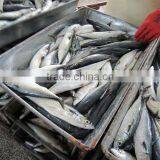 Buy Mackerel