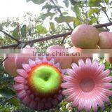 Beautiful PE Foam Round Fruit Package