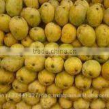 Fresh Mango Exporter In India thumbnail-3