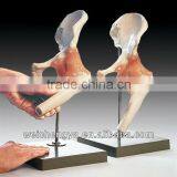 Life-Size Hip Joint