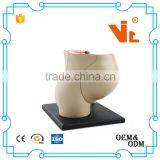 V-HM02 4D MASTER The Parent Organization of Human Uterus With the Fetus Assembled Model Quality Choice thumbnail-4