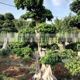 Ficus Tree for Road to Dust Exhaust Gas Absorption
