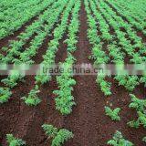 Drought-resistant HIgh Yield and Strong Growth Hybrid Carrot Seeds thumbnail-3
