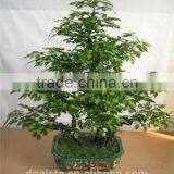 1.6 m Tall Artificial Green Banyan Poinsettia Bonsai Flower Tree Plant RP002 thumbnail-1