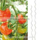 Tomato Stake Spiral thumbnail-1