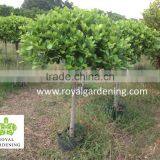 Ficus Panda 1 Ball ( 1 Step) Nursery thumbnail-1