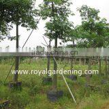 Chorisia.speciosa Flowering Project Trees