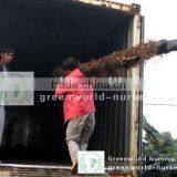 Trachycarpus Fortunei Loading Inside thumbnail-1