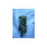 China (Mainland) Green Raisin thumbnail-1