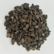 Good Flavor Hybrid Golden Yellow Rind Watermelon Seed thumbnail-3