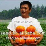 Orange Sun 3 Chinese Orange Skin Thick Flesh Pumpkin Seeds thumbnail-2