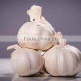 2016FRESH GARLIC thumbnail-5