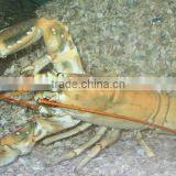 Fresh Live Lobster Available thumbnail-1