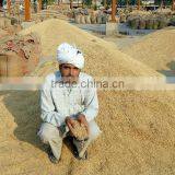 1121 Basmati Rice Paddy thumbnail-1