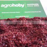 Pure and Virgin Sumac Turkish Origin, 25kg Sumac Price thumbnail-2