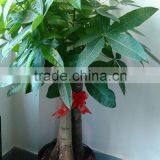 80cm Pachira Five Braided Tree Birng Luck Pachira Houseplant Bonsai thumbnail-1