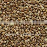 roasted buckwheat kernerl 2012 crop