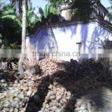 Fresh Coconuts From India thumbnail-3