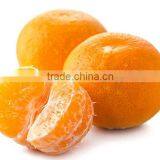 Fresh Valencia Oranges in Egyptian Orange Exporters thumbnail-5