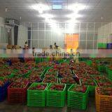 Fresh Dragon Fruit thumbnail-1