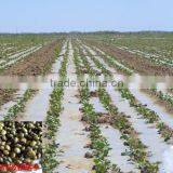 High Germinaiton Rate Licorice Root Seed Glycyrrhiza Uralensis Seeds For Cultivation thumbnail-1