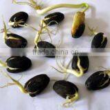 2015 Newly Jatropha Seeds for Planting