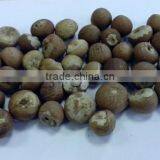 BETEL NUT thumbnail-2