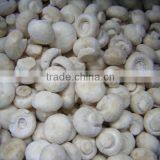 Greenhouse Advanced Production Cultivation Greenhouses for Mushroom thumbnail-2