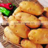 China Fresh Potato in Hot Sale thumbnail-5
