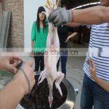 Poultry Equipments Chicken Plucker Machine for 2-3 Chickens,automatic Electric Plucker for Sale thumbnail-4