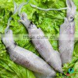 LOLIGO SQUID/ ARROW FISH/ INKFISH/ CALAMARI thumbnail-1