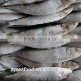 Block Shape W/R Sardine Best Exporter thumbnail-1