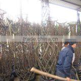 Lagerstroemia Indicadragon and Phoenix and Bottle Shape Trees thumbnail-6