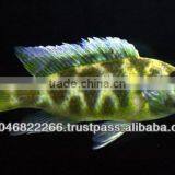 Cichlid Fish Farm for Sale and Export thumbnail-3