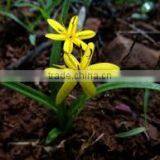 Curculigo Orchioides thumbnail-1