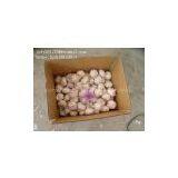 China White Garlic 5.0cm thumbnail-2