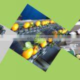 Мойка и сортировочная машина для свежих овощей и фруктов по заводской цене thumbnail-5