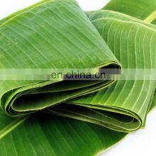 BEST Price Natural LEAF Banana Leaves/Fresh Banana Leaf thumbnail-4