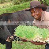 Automatic Soilless Cultivation Seeds Grains Sprouting Machine for Growing Livestock,animal,cattle,sheep Fodder thumbnail-2