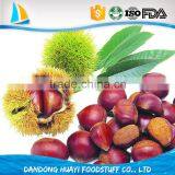 Common Cultivation Type and gunny bag Packaging china raw fresh chestnut