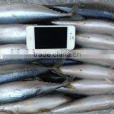 2016 New caught whole round mackerel 300-400g for market