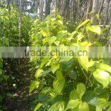 Betal Leaf for Medicine Use thumbnail-1