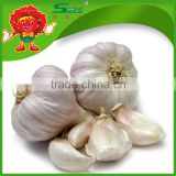Non-polluting base planting natural garlic white garlic from China
