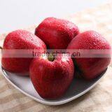 Sell in Bulk Fresh Apples Market Prices Fresh Red Delicious Apples thumbnail-1