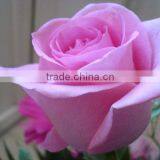 Supply Fresh Cut Flower Rose From Flower Base in Kingming thumbnail-2